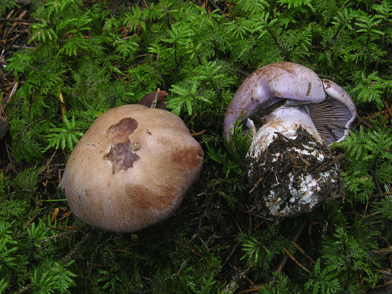 Finalmente Cortinarius.